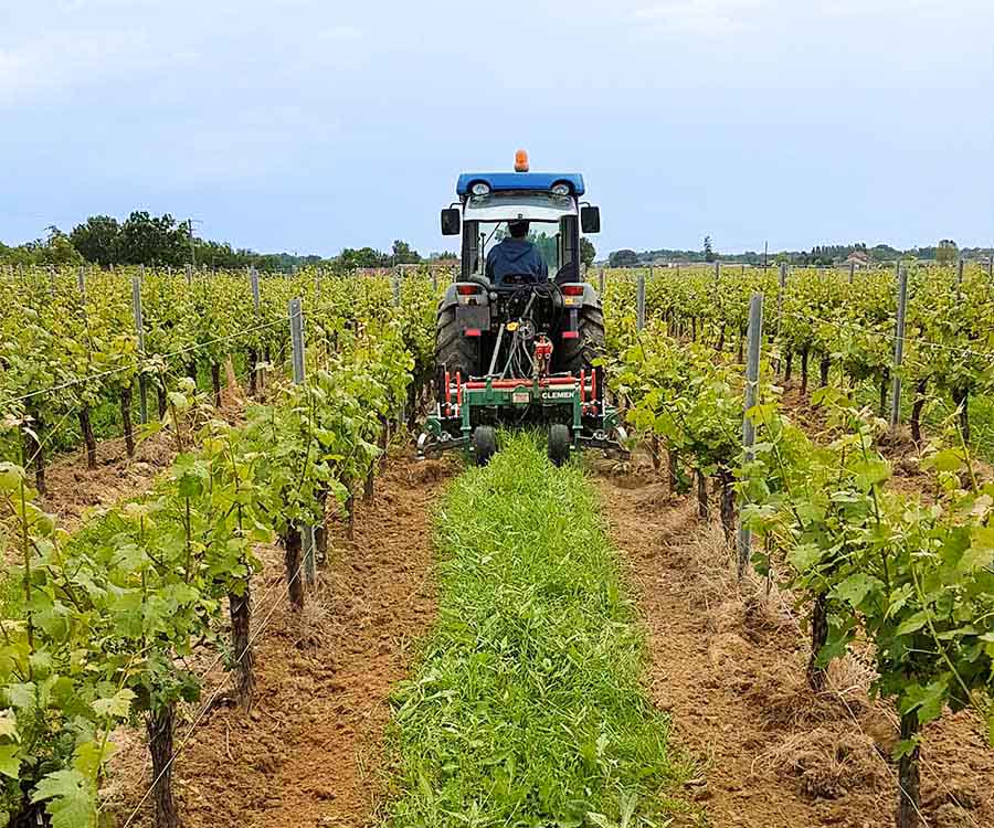 culture vin bordeaux