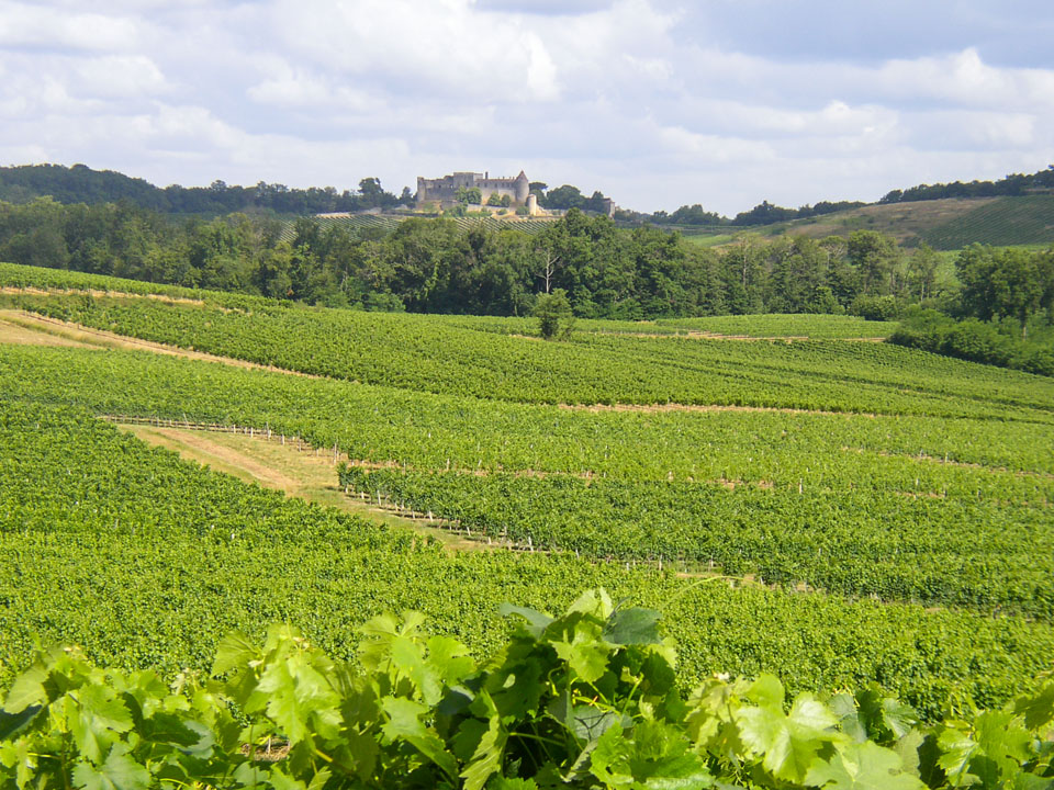 vigne bordeaux chateau pilet